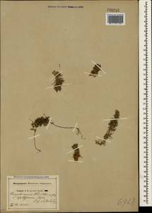 Cuscuta epithymum (L.) L., Crimea (KRYM) (Russia)