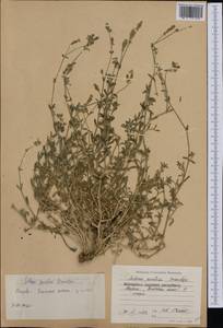 Silene thymifolia Sm., Western Europe (EUR) (Bulgaria)