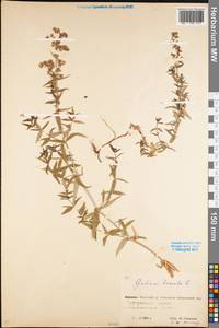 Galium boreale L., Eastern Europe, Eastern region (E10) (Russia)