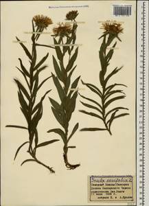 Pentanema ensifolium (L.) D. Gut. Larr., Santos-Vicente, Anderb., E. Rico & M. M. Mart. Ort., Caucasus, Stavropol Krai, Karachay-Cherkessia & Kabardino-Balkaria (K1b) (Russia)