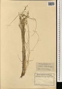 Piptatherum holciforme (M.Bieb.) Roem. & Schult., South Asia, South Asia (Asia outside ex-Soviet states and Mongolia) (ASIA) (Israel)