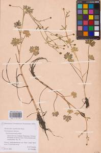Ranunculus reptabundus Rupr., Eastern Europe, Northern region (E1) (Russia)