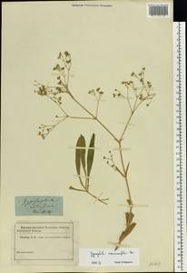 Gypsophila scorzonerifolia Ser., Eastern Europe, Lower Volga region (E9) (Russia)