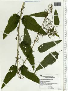 Urtica dioica subsp. pubescens (Ledeb.) Domin, Eastern Europe, North-Western region (E2) (Russia)