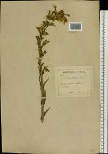 Silene viscosa (L.) Pers., Eastern Europe, Central forest-and-steppe region (E6) (Russia)