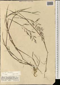 Agrostis stolonifera L., Mongolia (MONG) (Mongolia)