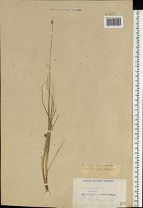 Carex tenuiflora Wahlenb., Eastern Europe, Northern region (E1) (Russia)