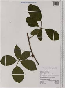 Rubus chlorothyrsos Focke, Western Europe (EUR) (Germany)