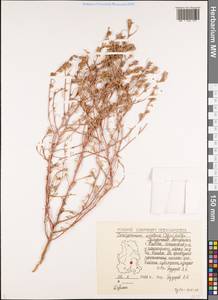 Corispermum squarrosum L., Eastern Europe, Volga-Kama region (E7) (Russia)