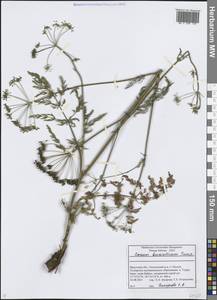 Carum buriaticum Turcz., Siberia, Baikal & Transbaikal region (S4) (Russia)