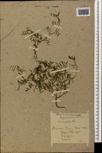 Vicia sativa subsp. nigra (L.)Ehrh., Caucasus, Krasnodar Krai & Adygea (K1a) (Russia)