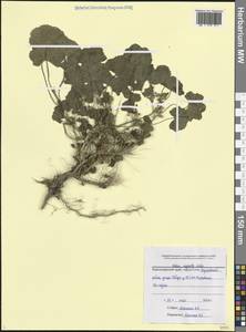 Malva neglecta Wallr., Caucasus, Black Sea Shore (from Novorossiysk to Adler) (K3) (Russia)