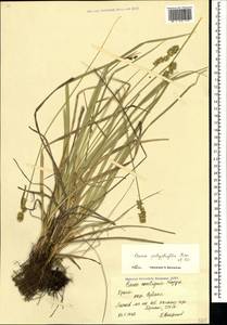 Carex polyphylla, Crimea (KRYM) (Russia)