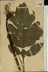 Cirsium oleraceum (L.) Scop., Eastern Europe, Moscow region (E4a) (Russia)