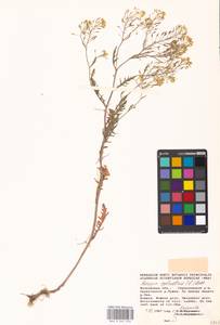 Rorippa sylvestris (L.) Besser, Eastern Europe, Moscow region (E4a) (Russia)