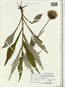 Cirsium heterophyllum (L.) Hill, Eastern Europe, North-Western region (E2) (Russia)