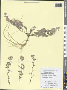 Medicago minima (L.) Bartal., Caucasus, Abkhazia (K4a) (Abkhazia)