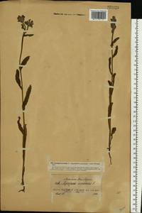 Lycopsis arvensis L., Eastern Europe, North-Western region (E2) (Russia)