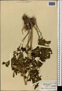 Heracleum pastinacifolium K.Koch, Caucasus, Armenia (K5) (Armenia)