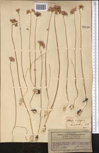 Allium rubellum M.Bieb., Middle Asia, Pamir & Pamiro-Alai (M2) (Tajikistan)