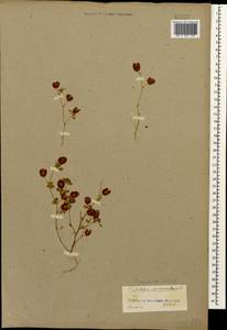 Trifolium campestre Schreb., Caucasus, Dagestan (K2) (Russia)