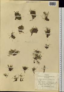 Sagina saginoides, Siberia, Altai & Sayany Mountains (S2) (Russia)