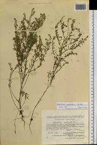 Lepidium apetalum Willd., Siberia, Altai & Sayany Mountains (S2) (Russia)