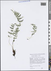 Cystopteris fragilis (L.) Bernh., Siberia, Baikal & Transbaikal region (S4) (Russia)