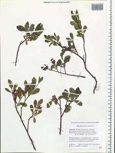 Salix fuscescens Andersson, Siberia, Russian Far East (S6) (Russia)