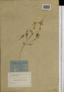 Chorispora sibirica (L.) DC., Siberia (no precise locality) (S0) (Russia)