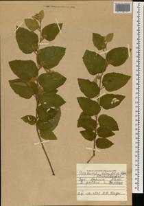 Guazuma ulmifolia Lam., Africa (AFR) (Mali)