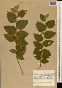 Guazuma ulmifolia Lam., Africa (AFR) (Mali)