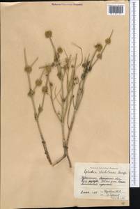 Ephedra strobilacea Bunge, Middle Asia, Syr-Darian deserts & Kyzylkum (M7)