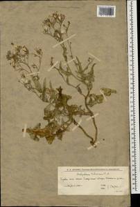 Lactuca tatarica (L.) C.A.Mey., Eastern Europe, Lower Volga region (E9) (Russia)