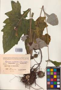 Synurus deltoides (Aiton) Nakai, Siberia, Russian Far East (S6) (Russia)