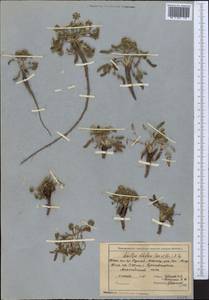 Schulzia albiflora (Kar. & Kir.) Popov, Middle Asia, Northern & Central Tian Shan (M4) (Kyrgyzstan)