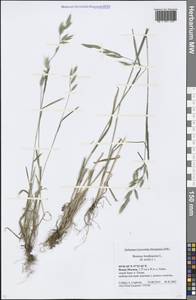 Bromus hordeaceus L., Eastern Europe, Moscow region (E4a) (Russia)