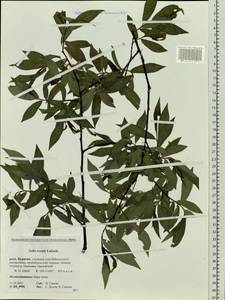 Salix rorida Lacksch., Siberia, Baikal & Transbaikal region (S4) (Russia)