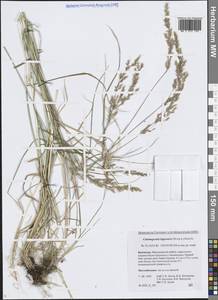 Calamagrostis lapponica (Wahlenb.) Hartm., Siberia, Chukotka & Kamchatka (S7) (Russia)
