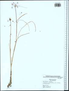 Allium oleraceum L., Eastern Europe, Central region (E4) (Russia)