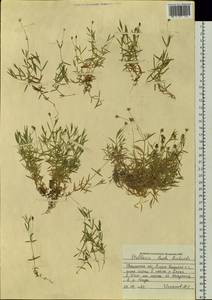 Stellaria laeta Richardson, Siberia, Western Siberia (S1) (Russia)