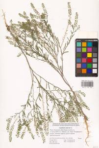 Lepidium ruderale L., Eastern Europe, Lower Volga region (E9) (Russia)