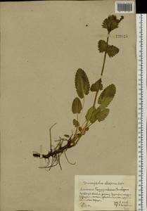 Dracocephalum grandiflorum L., Siberia, Altai & Sayany Mountains (S2) (Russia)