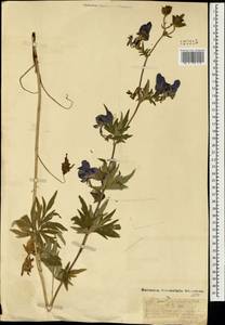 Aconitum volubile Pall., Mongolia (MONG) (Mongolia)
