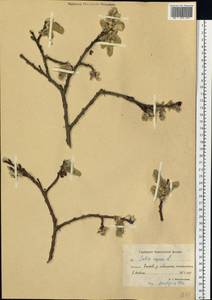 Salix caprea L., Siberia, Chukotka & Kamchatka (S7) (Russia)