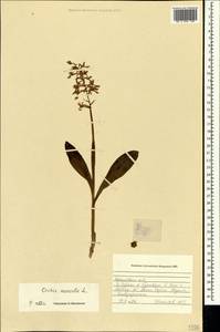 Orchis mascula (L.) L., Crimea (KRYM) (Russia)