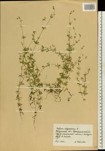 Galium uliginosum L., Eastern Europe, Central region (E4) (Russia)