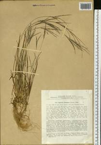 Digitaria ischaemum (Schreb.) Muhl., Siberia, Russian Far East (S6) (Russia)