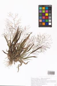Panicum capillare L., Eastern Europe, Central forest-and-steppe region (E6) (Russia)