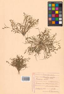 Coleanthus subtilis (Tratt.) Seidel ex Roem. & Schult., Siberia, Russian Far East (S6) (Russia)